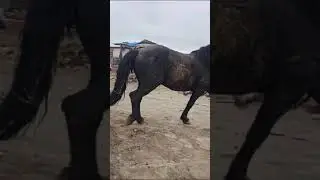 #кони #automobile #лошади #equestrian #ehorses #animals #корова #stallion #horse #лошадь