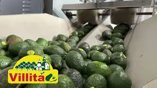 One Avocado Bag at a time! 100% Plastic Free Avocado Bags.