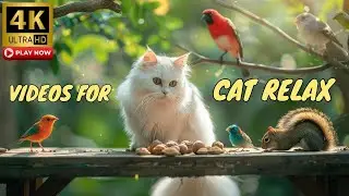 TV for Cats 😺 Birds and Squirrels Doing Funny Things in the Woods 4K HDR