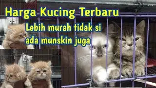 Harga Kucing munskin disini❗ buruan kalian liat dan adopsi 