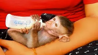 LivLiv getting milk |MonkeyLivLiv Fan