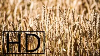 Wind Sound (in Wheat Field) [Wind, ريح, вятър, 風, Vent, Viento, Vento, ветер, ά&nu;&epsilon;&mu;&omicron;&sigmaf;, R&uuml;zgar]