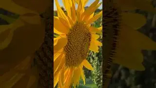 Van Gogh's sunflowers? 🎨😲 #nature #travel #relxing