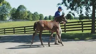 Stonerside Foal Show with Amy Stokes