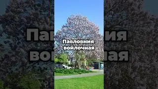 🌸 Павловния войлочная - красота и польза в одном флаконе! 🌸 #shorts #plants #растения #цветы #сад