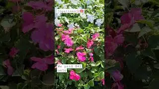 Impatiens flower for my garden/#shorts