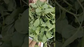 From Seed to Plate: Green Saag Harvest in 30 Days 🌱🌿 #GreenSaag #FastHarvest #SkynestGarden #garden
