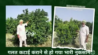 किन्नू की कटाई कराने का सही तरीका 💯#farming #agriculture #kinnow