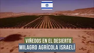 СЕЛЬСКОХОЗЯЙСТВЕННОЕ ЧУДО: ВИНОГРАДНИКИ В ИЗРАИЛЬСКОЙ ПУСТЫНЕ 🇮🇱