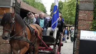 The Keerbergen fanfare is celebrating with Belgian draft horses