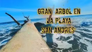 Insta 360 Gran árbol  en  San Andrés isla 
