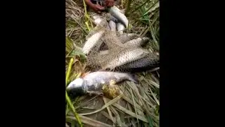 Carp fishing Big katla fishing/ mangla dam barooti/ fishing in pakistan 2020 jhelum river