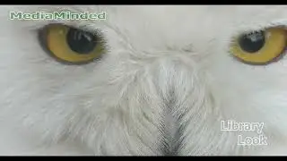 Nature Notes: Polar Owl Big Close Up