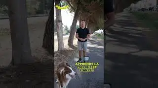 Votre chien tire-t-il sur la laisse? 🐕🤷&zwj;♂️