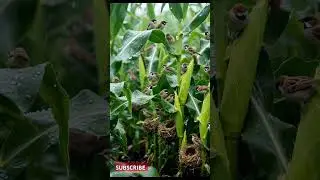 SPARROW #sparrowstory #rain
