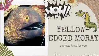 Yellow-edged Moray facts 🐠 Yellow-margin Moray 🐟 Leopard Moray 🐠 Speckled Moray 🐟