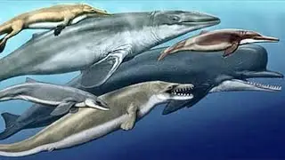 How Whales Evolved From Prehistoric Wolves  - Full Documentary