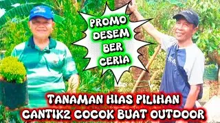 PROMO DESEMBER CERIA‼️TANAMAN HIAS PILIHAN CANTIK2 COCOK BUAT OUTDOOR