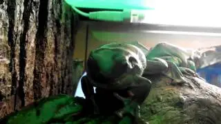 Litoria caerulea, австралийская голубая квакша