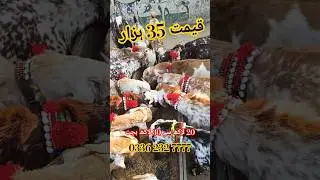Goat business best 2025 for you goat farm video super offer Sabir goat farm 2025 #goat #farm #video
