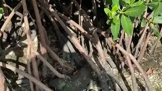 White mangrove in Florida