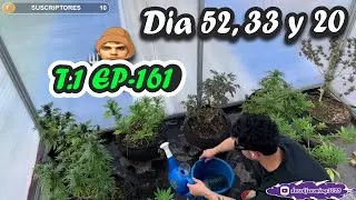 RIEGOS CON AGUA Y FERTILIZANDO  / D&Iacute;A 54, 35 y 22 DE FLORA// T1 E161 -  Derek Farming