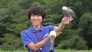 大人気☆ヨウムのオリビアと素敵な女性トレーナーさん☆バードパフォーマンスショーBROAD@那須どうぶつ王国