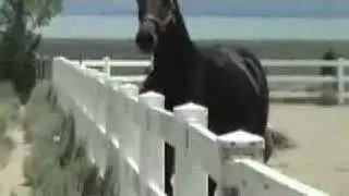 РВП StarHorses кобыла Ижица, русская верховая
