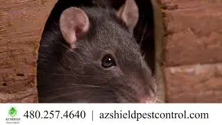AZ Shield Pest Control | Квалифицированные специалисты и услуги, борьба с вредителями |