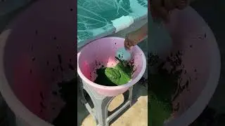 Spirulina Farming Training | Available on IndiaMART