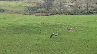 Wendy Redkite Video