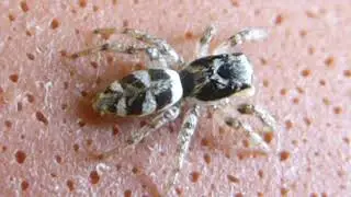 Zebra Jumping Spider  - Salticus scenicus - Zebrak&ouml;ngul&aelig;r - &Aacute;ttf&aelig;tlur - St&ouml;kkk&ouml;ngul&oacute;