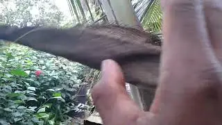 How to make coconut tree hold fruits.