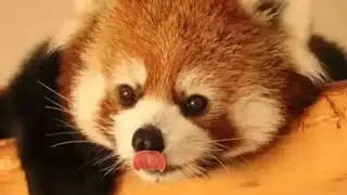 Red panda #animals
