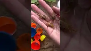 Amazing Color Fish Show! 🌈 #funny #fishpetfun #toyfancy #funnyfish
