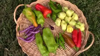 8 Different Types Of Peppers Grown And Harvested On One Plant