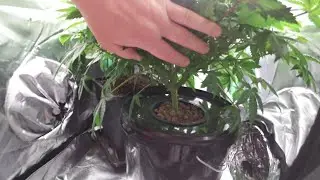 DWC Sensi Star Bl&uuml;tewoche 1 &ndash; Grundlagen f&uuml;r eine erfolgreiche Bl&uuml;te Paradise Seeds Sensi Star