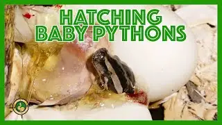 Burmese Python eggs Hatching at Little Rays Nature Centre