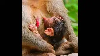 Jane and baby #monkey #enoughfood #janegivebirth #animals #janetoday