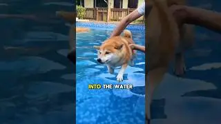 🐶🏊 Cute Dog Tries Swimming for the First Time! 💦✨ #shorts #shortvideo #viralvideo #dog #swimming