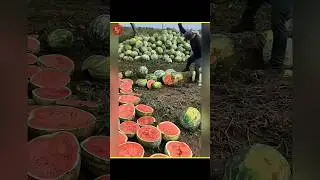 waste of watermelon 🍉 #facts