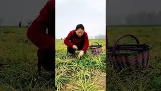 Shepherd's-Purses You Know This  Wild Vegetable ? #satisfying #short