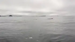 Sad whale tour, Vargas Island BC