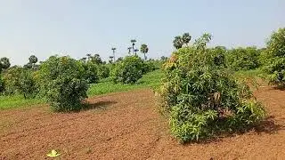 Mango Farm - Vizianagaram - AP ,,Farm overview after 3rd application ,, 2 October 2024(2)
