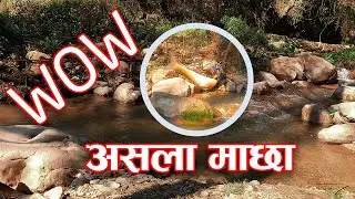 Fishing Asala Machha in Nepal