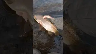 EPIC Trout Fishing on Remote Montana River