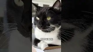 Best places for a cat loaf