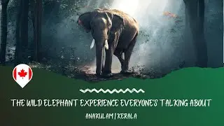 The Wild Elephant Experience Everyone&rsquo;s Talking About | Anakulam | Kerala | Outdoor with Denny