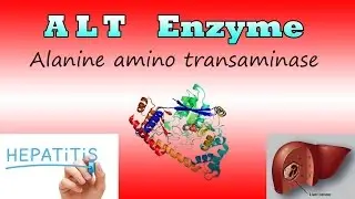 Alanine amino transaminase Enzyme ( Clear Over View )
