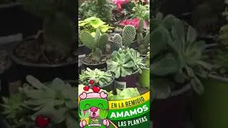 Amamos las plantas Mega Tienda del Sur, supermercado de Cuenca